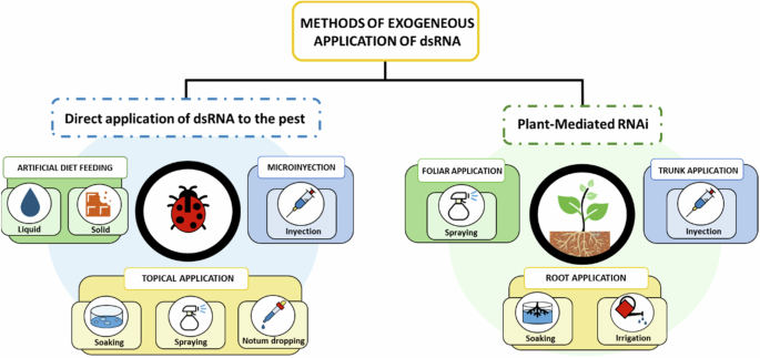 Fig. 2: Scheme of the exogenous methods for dsRNA delivery.