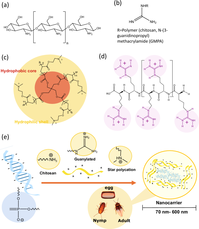 Fig. 3: Polymeric carriers for dsRNA delivery and their interactions.