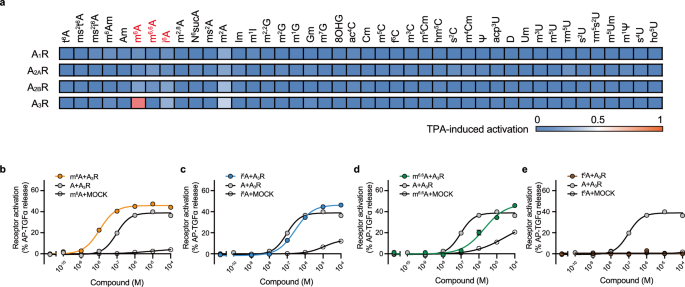 Fig. 1: Screening of modified nucleosides against human A3R.