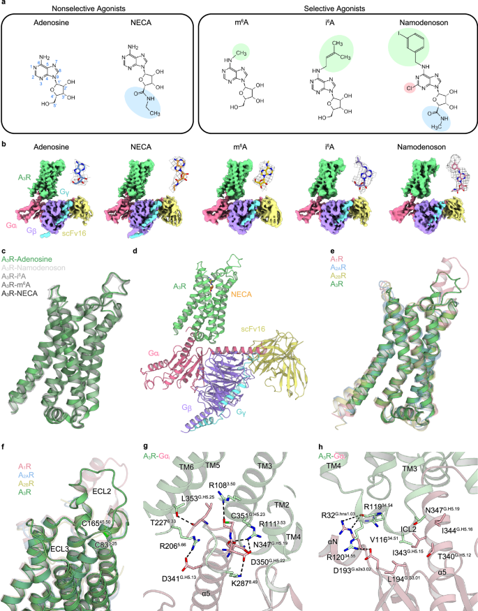 Fig. 2: Overall structure of the A3R-Gi complex.