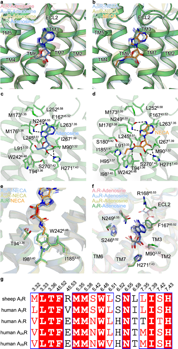 Fig. 3: Binding modes of adenosine and NECA.