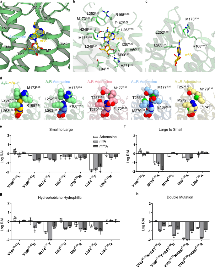 Fig. 4: Binding mode of m6A.