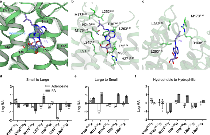 Fig. 5: Binding mode of i6A.