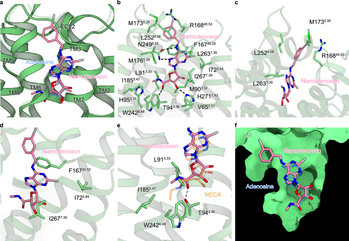 Fig. 6: Binding mode of namodenoson.