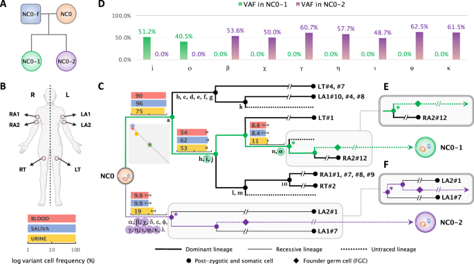 Fig. 1: Early developmental cell lineages in the mother (NC0) and post-zygotic mutations tranmitted to the offspring.