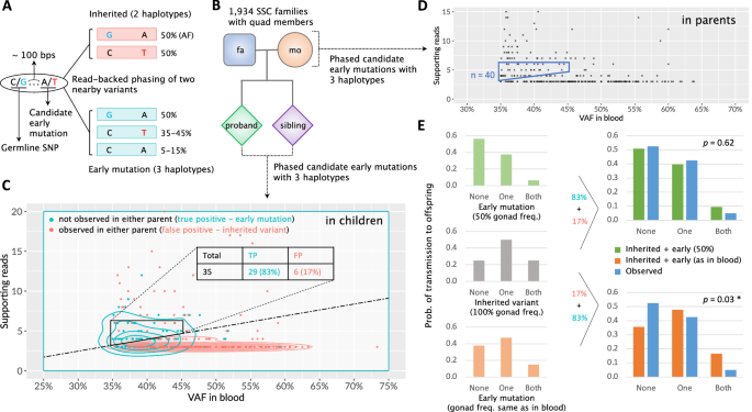 Fig. 2: Early mosaic mutations and their transmission patterns to offspring in a cohort of 1934 quartet families.