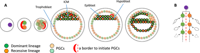 Fig. 3: A possible model explaining differential lineage allocation in soma and germline.