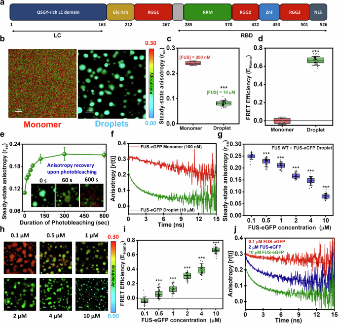 Fig. 2: Studying phase separation using homoFRET.