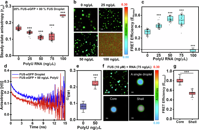 Fig. 3: HomoFRET captures the physical properties of FUS-RNA heterotypic condensates.