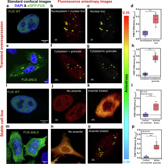 Fig. 5: HomoFRET detects phase separation of FUS in cells.