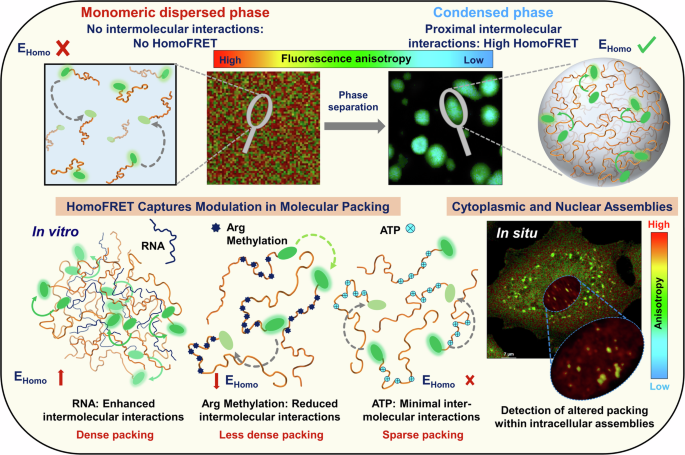 Fig. 6: A schematic illustration of homoFRET imaging to study modulation in internal organization and molecular packing within phase-separated assemblies formed in vitro and in situ.