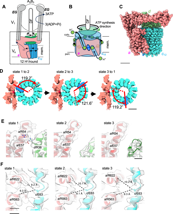 Fig. 1: Structure of Vo domain in holo-V/A-ATPase from Thermus thermophilus.