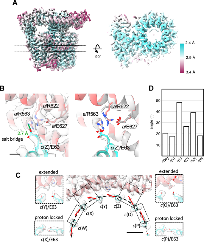 Fig. 2: Structure of the isolated Vo domain.