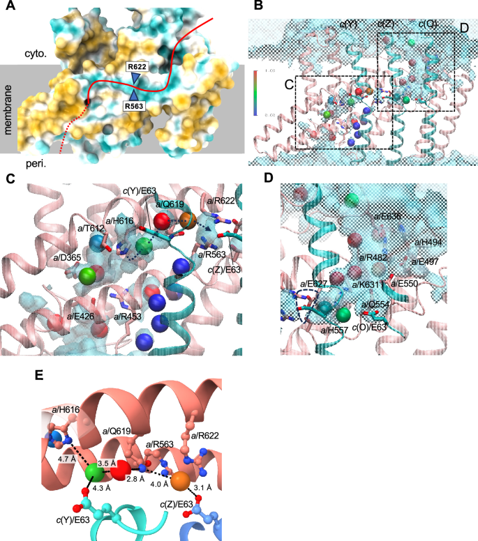 Fig. 3: Proton pathway in both hemi channels with water densities.