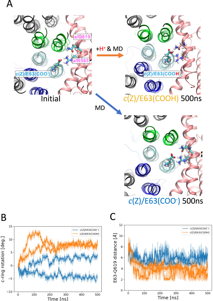 Fig. 4: Protonation state-dependent rotation of the c-ring.