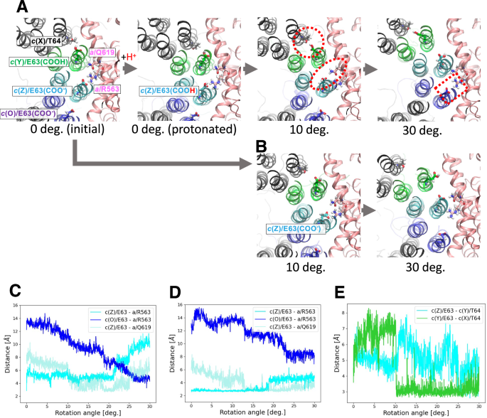 Fig. 5: MD simulation of forced rotation of c12-ring.