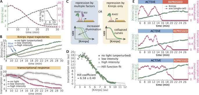 Fig. 2: Knirps concentration dictates sharp, switch-like repression.