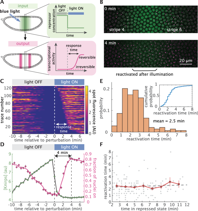 Fig. 3: Knirps repression is rapidly reversible and memoryless.
