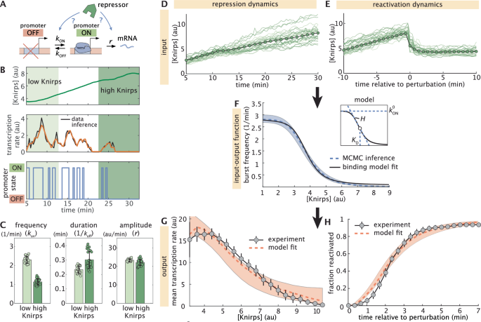 Fig. 4: Knirps represses through rapid modulation of burst frequency.