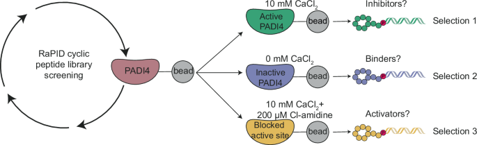 Fig. 1: Schematic of the RaPID selection strategies used to identify PADI4-binding cyclic peptides.