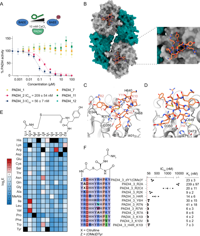 Fig. 2: PADI4_3 is a potent inhibitor of calcium-bound PADI4.