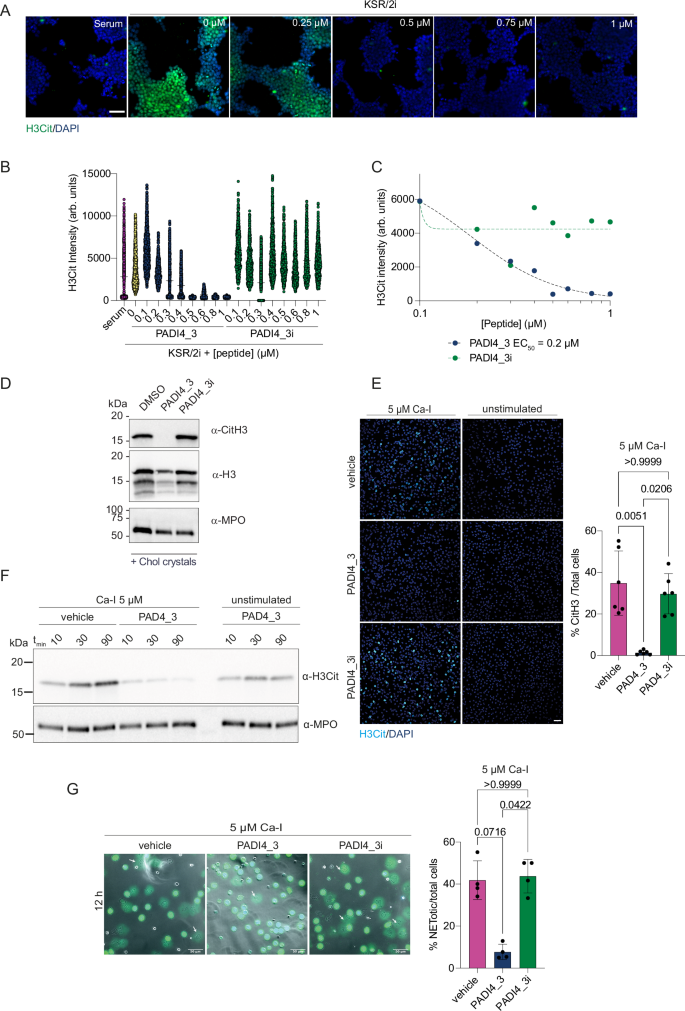 Fig. 3: PADI4_3 inhibits PADI4 in mES cells and human neutrophils.