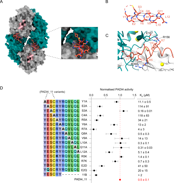 Fig. 5: PADI4_11 activates PADI4 by allosteric binding.