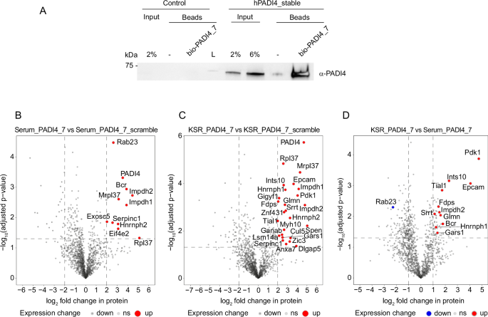 Fig. 6: Pull-downs with bio-PADI4_7.