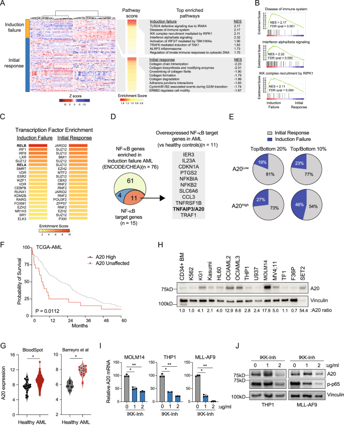 Fig. 1: The NF-κB target gene TNFAIP3/A20 is associated with induction failure in AML.