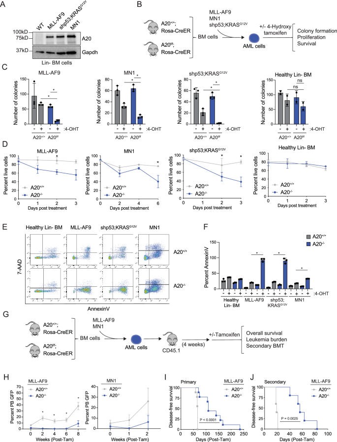 Fig. 3: A20 is required for AML cell survival and progenitor function.