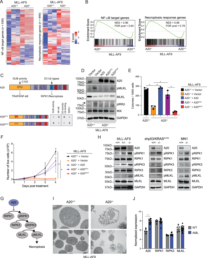 Fig. 4: A20 protects leukemic cells from necroptosis.
