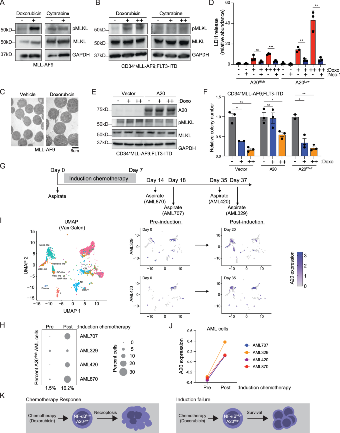 Fig. 6: Chemotherapy-induced necroptosis is impeded by A20 in AML.