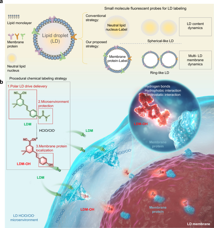 Fig. 1: Schematic diagram of chemical strategy to selectively label LD membranes.