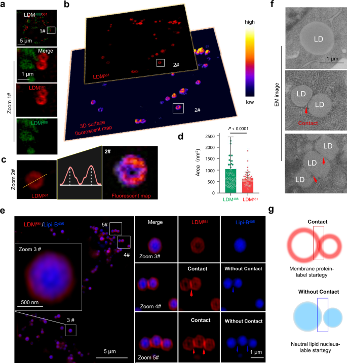Fig. 3: Super-resolution imaging for ring-like LD membrane tracking with LDM pro-probe.
