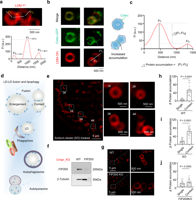 Fig. 4: LDM fluorescence aggregation as an indicator of membrane contact protein accumulation parameters.