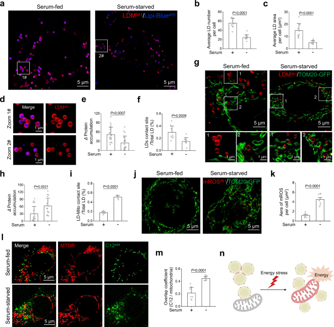 Fig. 5: Using LDM to track changes in LD membrane protein accumulation during the period of liver cancer cell starvation.