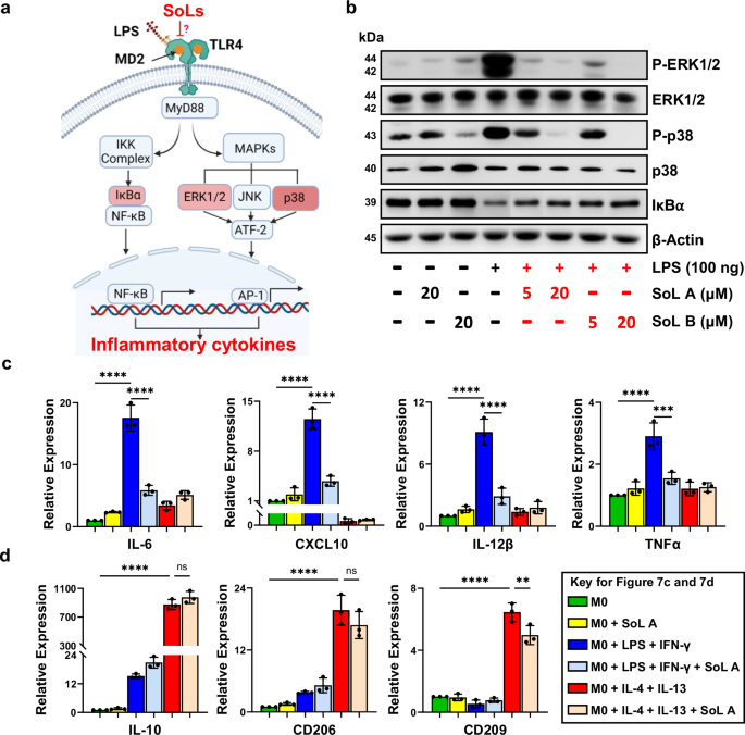 Fig. 7: SoLs suppress LPS-induced activation of TLR4 signaling pathway and macrophage M1 polarization.