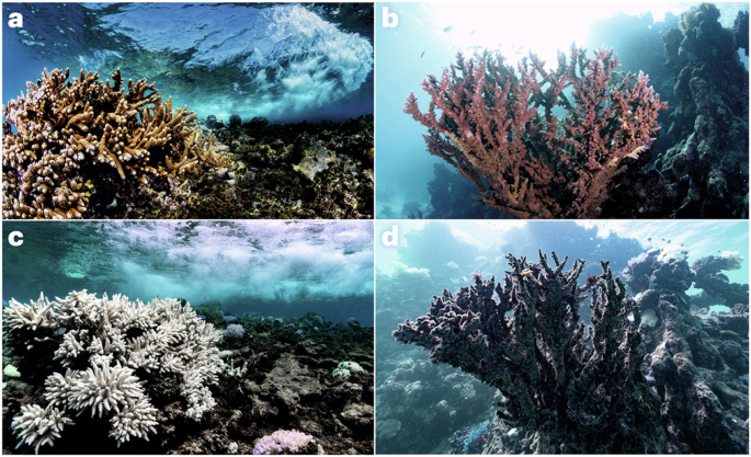 Fig. 1: Corals and climate change.