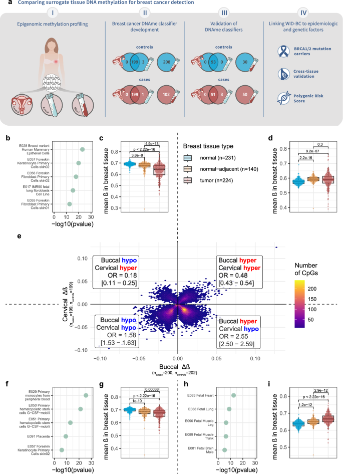 Fig. 1: Study overview and epigenome-wide association study for breast cancer in buccal, cervical, and blood samples.