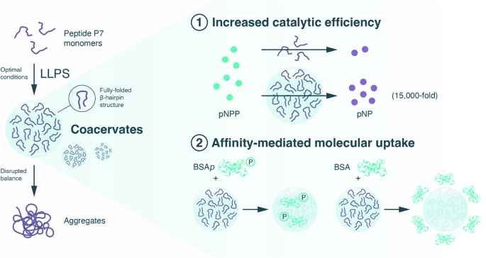 Fig. 1: Illustration of the strategy used in this work, harnessing liquid-liquid phase separation (LLPS) to enhance peptide catalysis.