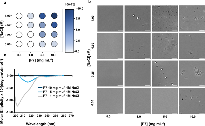 Fig. 2: Liquid-liquid phase separation of the catalytic peptide P7 leads to formation of coacervates with structured peptide domains.