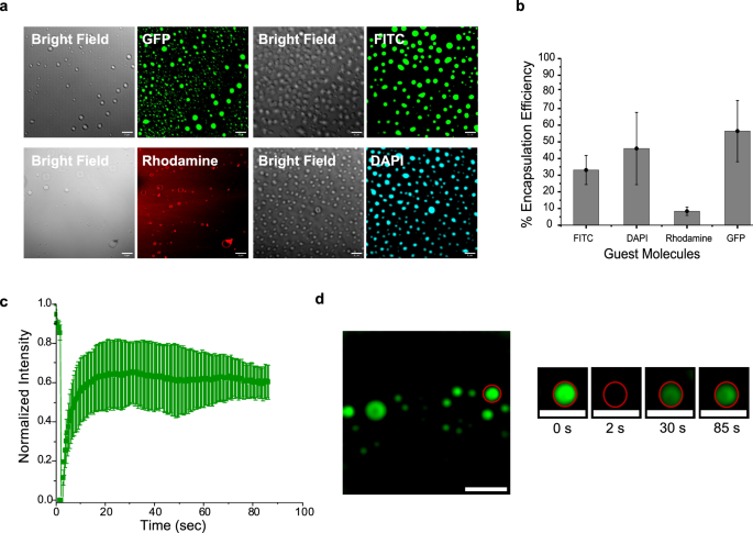 Fig. 3: Partitioning behavior of guest molecules and dynamics of P7 coacervates.