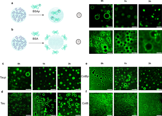 Fig. 4: Affinity-mediated molecular uptake within P7 coacervates.