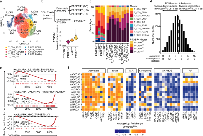 Fig. 2: Unique gene expression signature of PTGER4hi CD8+ T cells in human cancer.