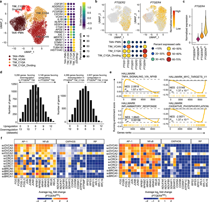Fig. 3: Increased inflammatory response and decreased OXPHOS and RP expression in PTGER4hi myeloid cells in human tumors.