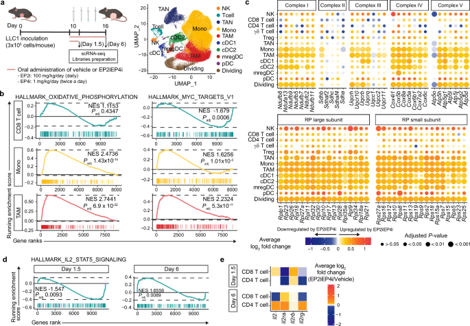 Fig. 4: Reversal of OXPHOS and RP gene expression and IL-2 signaling of immune cells by combined EP2 and EP4 antagonist treatment in mouse LLC1 tumor.