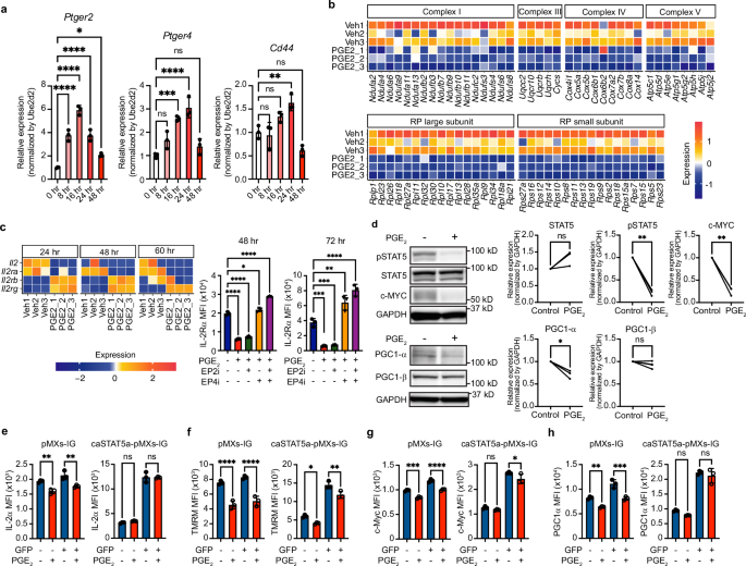 Fig. 6: Effects of PGE2-EP4 signaling on IL-2 signaling of CD8+ T cells.