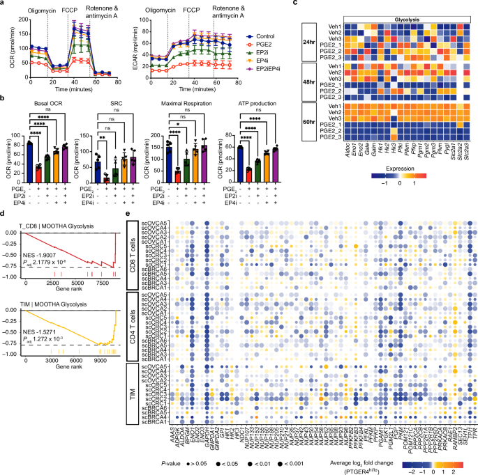 Fig. 7: Effects of PGE2-EP4 signaling on mitochondrial respiration and glycolysis in CD8+ T cells.