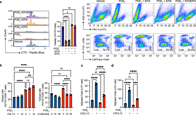 Fig. 8: PGE2-EP4 signaling restricts CD8+ T cell expansion and migration.