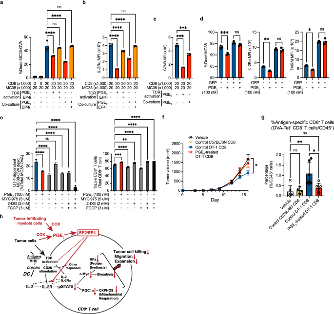 Fig. 9: PGE2 impairs antitumor activity and infiltration capacity of CD8+ T cells.